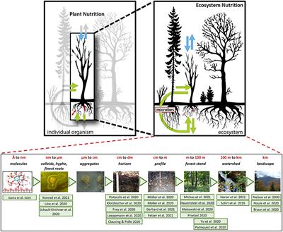 Editorial: Changes in Forest Ecosystem Nutrition